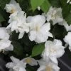 Seringat Blanc - Philadelphus Natchez 2 Seringat Blanc - Philadelphus Natchez -Plantes Séries Magasin Philadelphus Natchez 84193 1