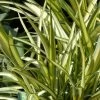 Phormium Cream Delight - Lin Des Montagnes. 2 Phormium Cream Delight - Lin Des Montagnes. -Plantes Séries Magasin Phormium Cream Delight 83414 1