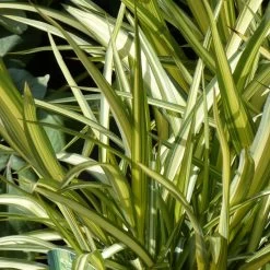 Phormium Cream Delight - Lin Des Montagnes.