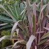 Phormium Pink Stripe - Lin De Nouvelle-Zélande 1 Phormium Pink Stripe - Lin De Nouvelle-Zélande -Plantes Séries Magasin Phormium Pink Stripe 83514 1