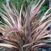 Phormium Rainbow Sunrise - Lin De Nouvelle-Zélande -Plantes Séries Magasin Phormium Rainbow Sunrise 85029 1