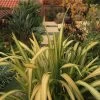 Phormium Tenax Yellow Wave - Lin De Nouvelle-Zélande -Plantes Séries Magasin Phormium Yellow Wave 83433 1