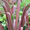 Phormium Tenax Evening Glow - Lin De Nouvelle-Zélande -Plantes Séries Magasin Phormium tenax Evening Glow 83430 1