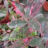Photinia Fraseri Louise -Plantes Séries Magasin Photinia fraseri Louise 85797 1