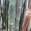 Phyllostachys Parvifolia - Bambou Géant -Plantes Séries Magasin Phyllostachys parvifolia 85246 3