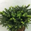 Epicea Commun - Picea Abies Hana Subutus -Plantes Séries Magasin Picea abies Hana Subutus 676002 1