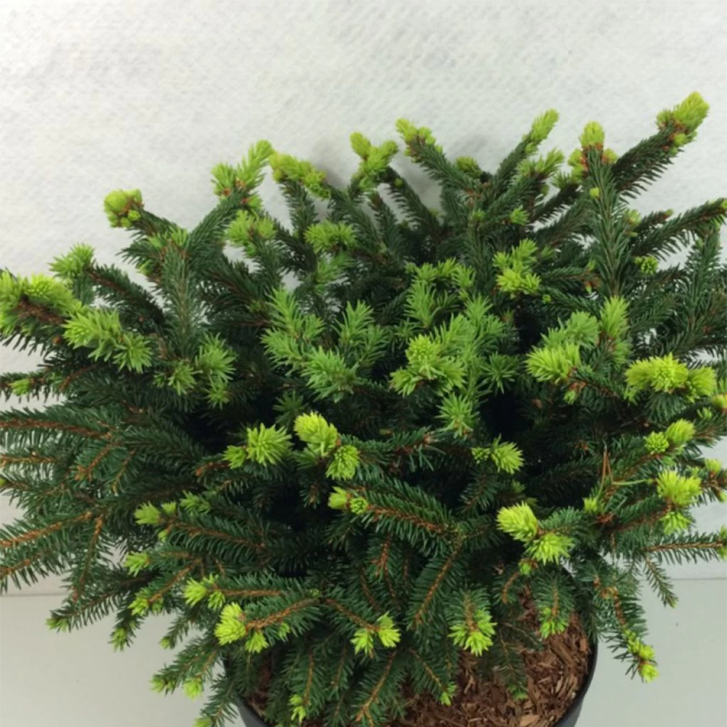 Epicea Commun - Picea Abies Hana Subutus 3 Epicea Commun - Picea Abies Hana Subutus