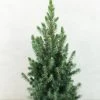 Epinette Blanche - Picea Glauca Conica Blue