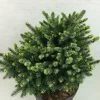 Epicea De Serbie - Picea Omorika Beskid -Plantes Séries Magasin Picea omorika Beskid 698002 1