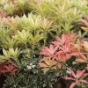 Andromède Du Japon - Pieris Japonica Flaming Silver -Plantes Séries Magasin Pieris Flaming Silver 84205 1
