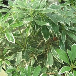 Andromède Du Japon - Pieris Japonica Ralto Rose ('Opstal10'PBR)