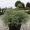 Pin Weymouth - Pinus Strobus Blue Shag -Plantes Séries Magasin Pin Weymouth Pinus strobus Blue Shag IF 1007952 1