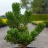 Pin Noir - Pinus Nigra Oregon Green 2 Pin Noir - Pinus Nigra Oregon Green -Plantes Séries Magasin Pin noir Pinus nigra Oregon Green IF 1001662 1
