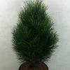 Pinus Nigra Green Tower - Pin Noir -Plantes Séries Magasin Pinus nigra Green Tower 733002 1