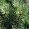 Pinus Sylvestris Watereri - Pin Sylvestre -Plantes Séries Magasin Pinus sylvestris Watereri 84210 1