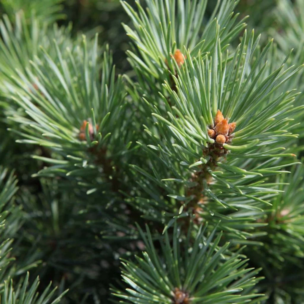 Pinus Sylvestris Watereri - Pin Sylvestre 3 Pinus Sylvestris Watereri - Pin Sylvestre