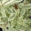 Pittosporum Eugenoides Variegatum