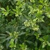 Pittosporum Heterophyllum - Oranger De Chine 1 Pittosporum Heterophyllum - Oranger De Chine -Plantes Séries Magasin Pittosporum heterophyllum 83439 1
