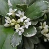 Pittosporum Tobira Variegatum -Plantes Séries Magasin Pittosporum tobira Variegatum 8897011 1