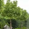 Platanus Acerifolia Alphen's Globe - Platane Boule 1 Platanus Acerifolia Alphen's Globe - Platane Boule -Plantes Séries Magasin Platanus acerifolia Alphen s Globe 87309 1