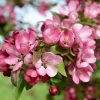 Malus Indian Magic - Pommier D'ornement