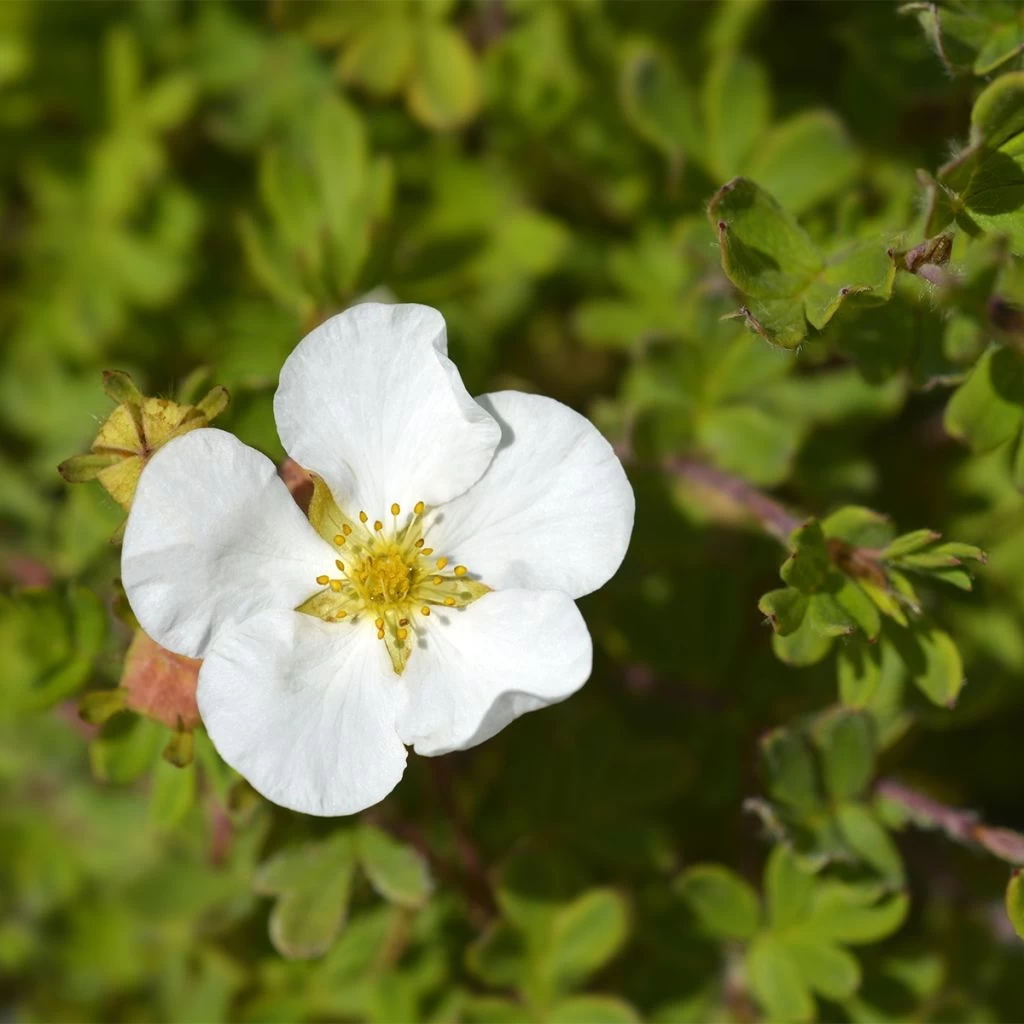 Potentille Arbustive - Potentilla Fruticosa Bella Bianca 3 Potentille Arbustive - Potentilla Fruticosa Bella Bianca