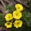 Potentilla Fruticosa Citrus Tart- Potentille Arbustive -Plantes Séries Magasin Potentilla fruticosa Citrus Tart 87403 1
