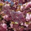Cerisier à Fleurs Du Japon - Prunus Serrulata Kanzan 2 Cerisier à Fleurs Du Japon - Prunus Serrulata Kanzan -Plantes Séries Magasin Prunus serrulata Kanzan ld Drew Avery 9567 1