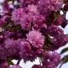 Cerisier à Fleurs - Prunus Serrulata Kiku Shidare Zakura -Plantes Séries Magasin Prunus serrulata Kiku Shidare Zakura 84231 1