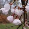Cerisier à Fleurs Pleureur - Prunus Yedoensis Shidare Yoshino -Plantes Séries Magasin Prunus yedoensis Shidare Yoshino 84239 1