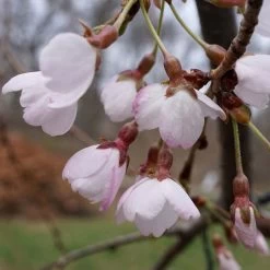 Cerisier à Fleurs Pleureur - Prunus Yedoensis Shidare Yoshino
