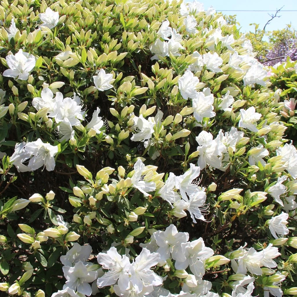 Azalée Du Japon Luzi - Rhododendron Hybride 3 Azalée Du Japon Luzi - Rhododendron Hybride