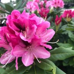 Rhododendron Hybride Cosmopolitan