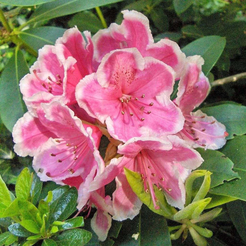 Rhododendron Hybride Janet Ward 3 Rhododendron Hybride Janet Ward