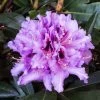 Rhododendron Hybride Kabarett -Plantes Séries Magasin Rhododendron hybride Kabarett 85064 1