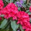 Rhododendron Hybride Lord Roberts -Plantes Séries Magasin Rhododendron hybride Lord Roberts 89064 1