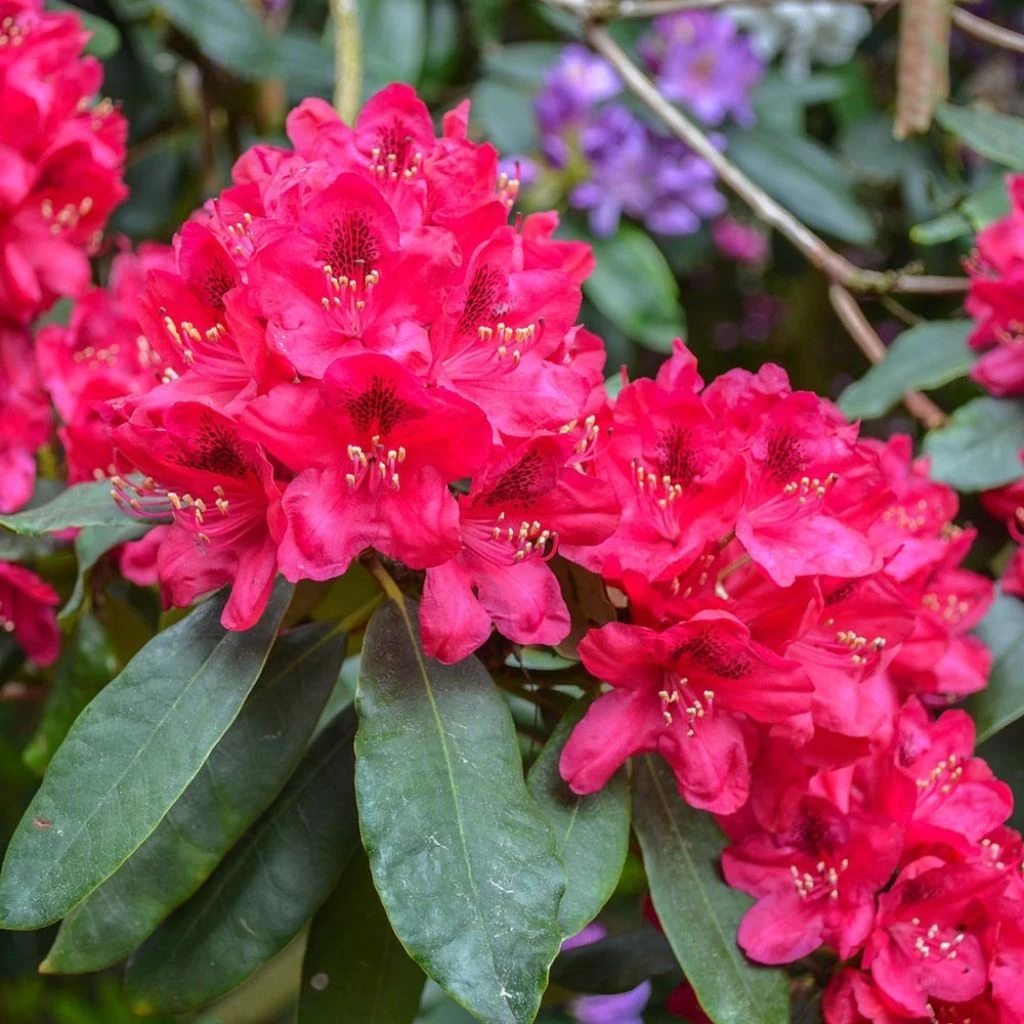 Rhododendron Hybride Lord Roberts 3 Rhododendron Hybride Lord Roberts