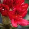 Rhododendron Hybride Red Jack 2 Rhododendron Hybride Red Jack -Plantes Séries Magasin Rhododendron hybride Red Jack 84268 1