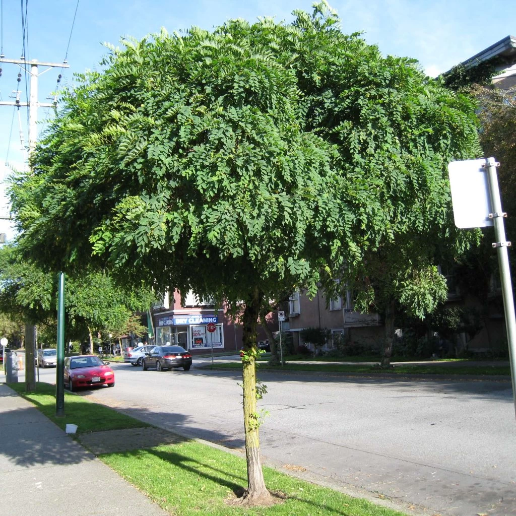 Robinia Pseudoacacia Umbraculifera - Acacia Boule. 3 Robinia Pseudoacacia Umbraculifera - Acacia Boule.