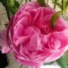 Rosier Ancien Fantin Latour 2 Rosier Ancien Fantin Latour -Plantes Séries Magasin Rosier Fantin Latour 82278 1
