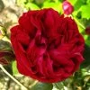Rosier Grimpant Red Eden Rose -Plantes Séries Magasin Rosier Grimpant a grandes fleurs Red Eden Rose EricTabarly 71279 1
