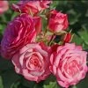 Rosier Patio Rose Xenia 2 Rosier Patio Rose Xenia -Plantes Séries Magasin Rosier Patio Rose Xenia 16436 1