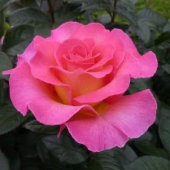 Rosier à Grandes Fleurs Pink Paradise