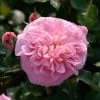 Rosier Grimpant May Queen 2 Rosier Grimpant May Queen -Plantes Séries Magasin Rosier grimpant May Queen 82283 1
