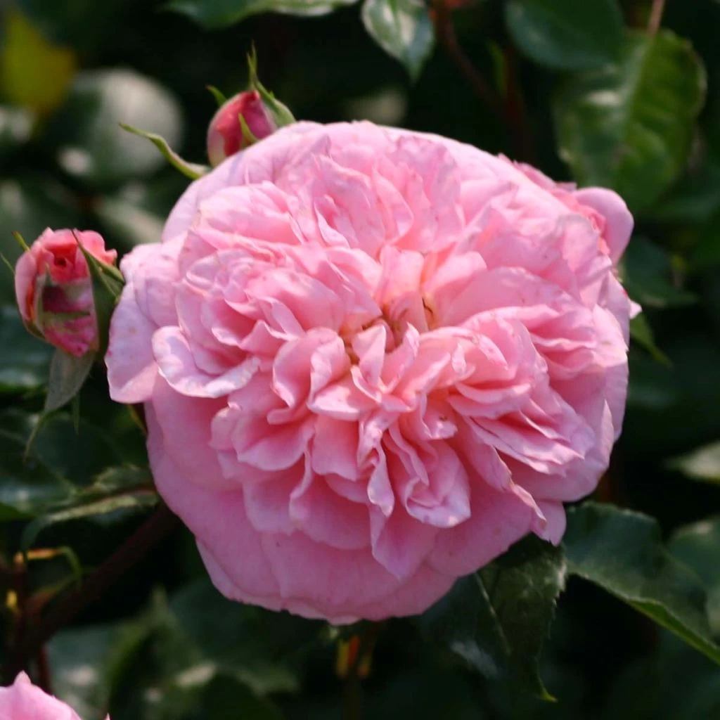 Rosier Grimpant May Queen 3 Rosier Grimpant May Queen