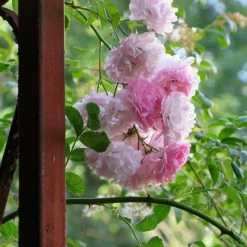 Rosier Grimpant Seven Sisters Rose