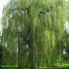 Saule Pleureur - Salix Alba Tristis