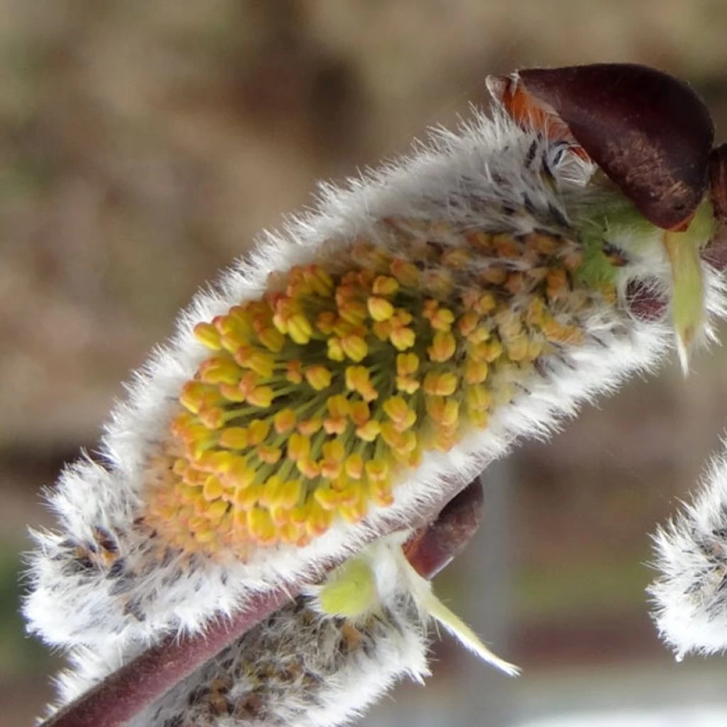 Salix Caprea Gold-Bienenkätzchen - Saule Marsault 3 Salix Caprea Gold-Bienenkätzchen - Saule Marsault