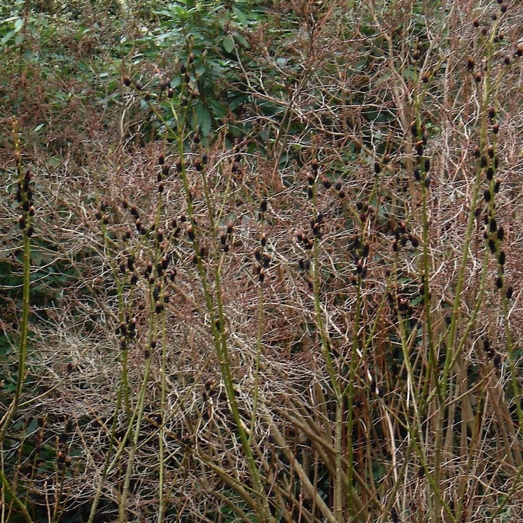 Saule Griffe De Loup - Salix Gracilistyla 3 Saule Griffe De Loup - Salix Gracilistyla