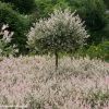 Saule Crevette - Salix Integra Flamingo -Plantes Séries Magasin Salix integra Flamingo copyright Plantipp D.Slingerland 1002092 P